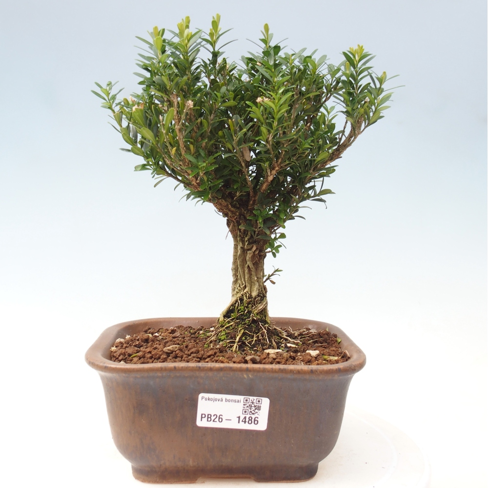 Room bonsai - Buxus harlandii - cork buxus