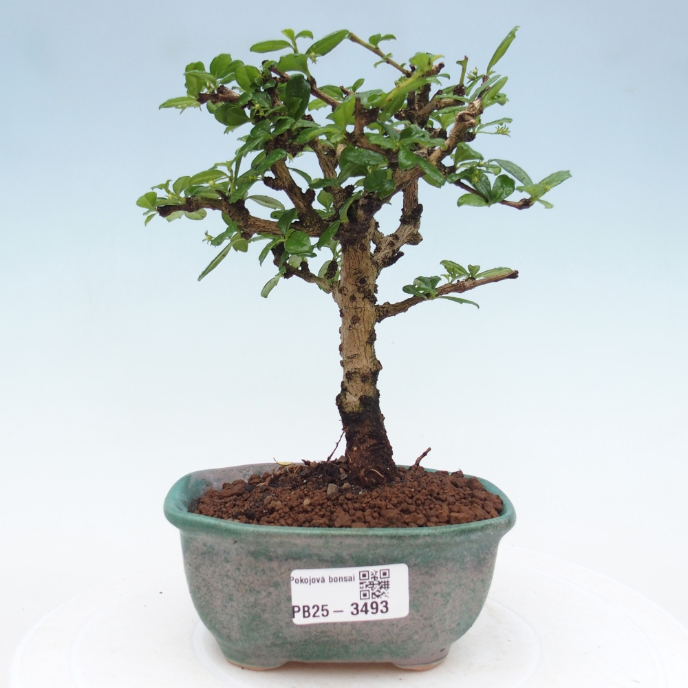 Room bonsai - Carmona macrophylla - Tea fuki