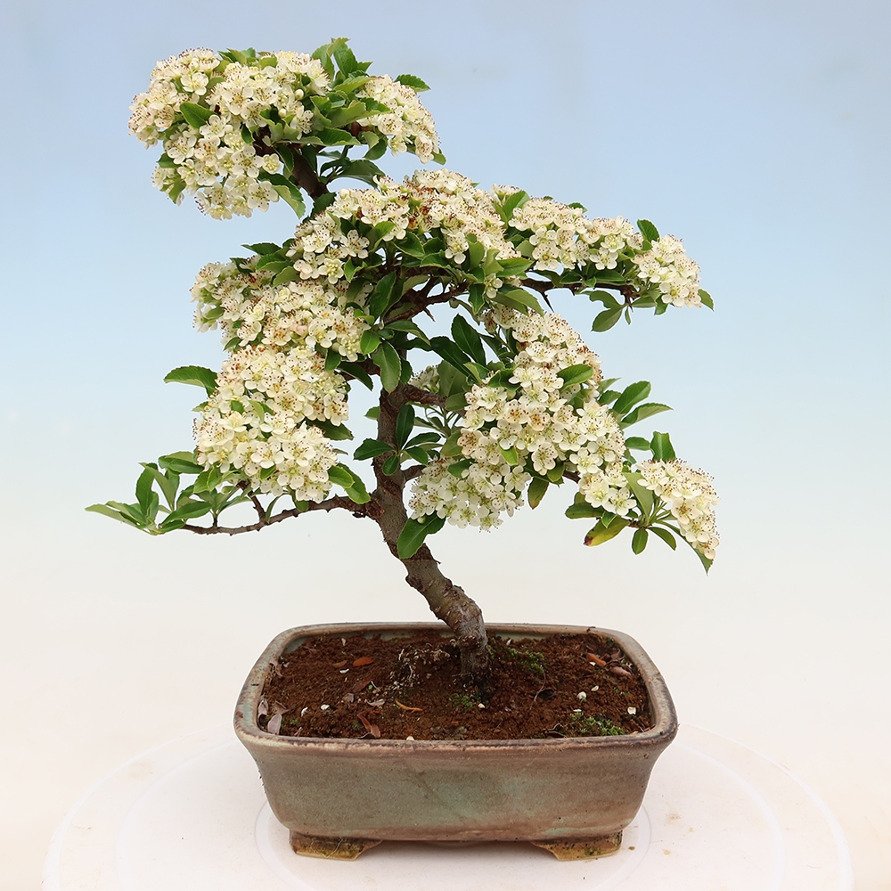 Outdoor Bonsai - Pyracantha teton - Scarlet Firethorn