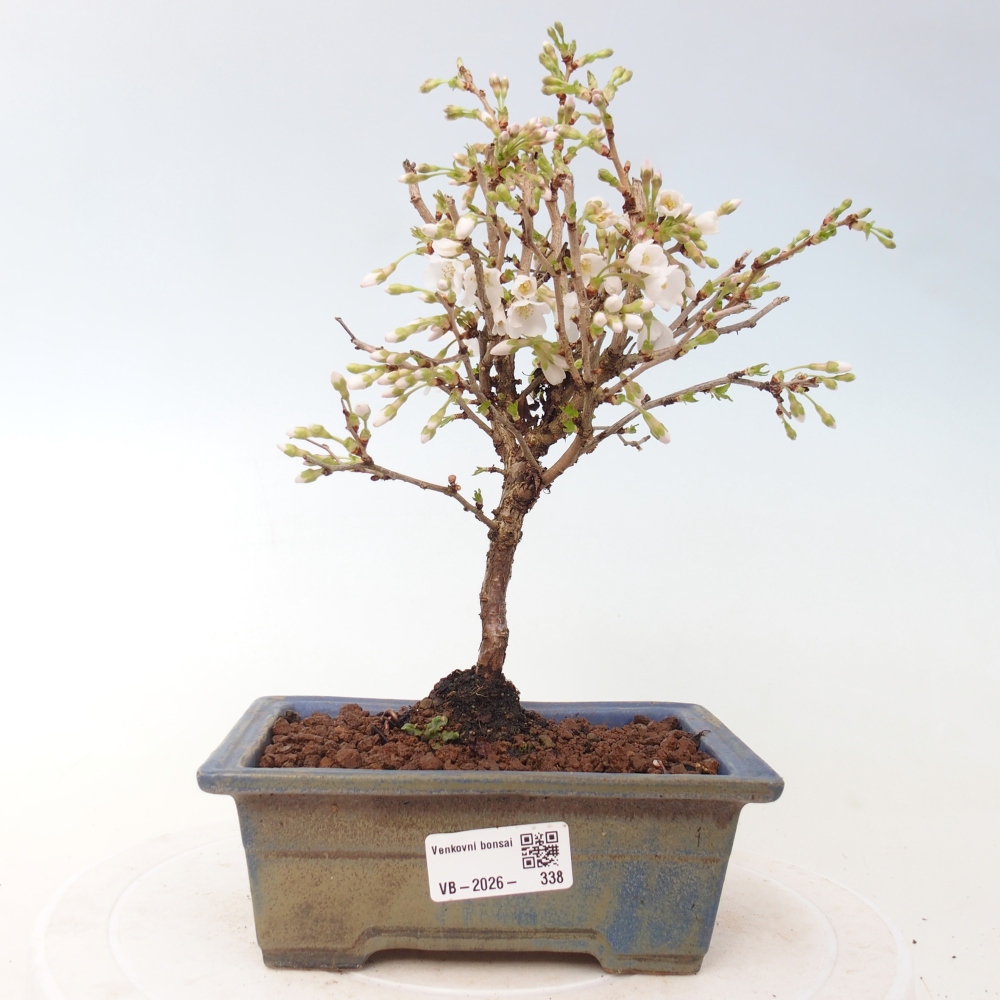 Outdoor bonsai - Prunus incisa Kojou-no mai-Plivon cut out
