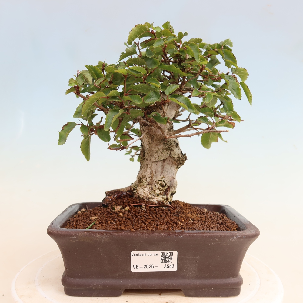 Outdoor bonsai -Carpinus CARPINOIDES - Korean Hornbeam