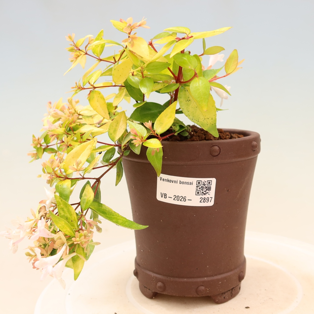 Outdoor Bonsai - Abelia 'Kleidoscope' - Large-flowered Abelia
