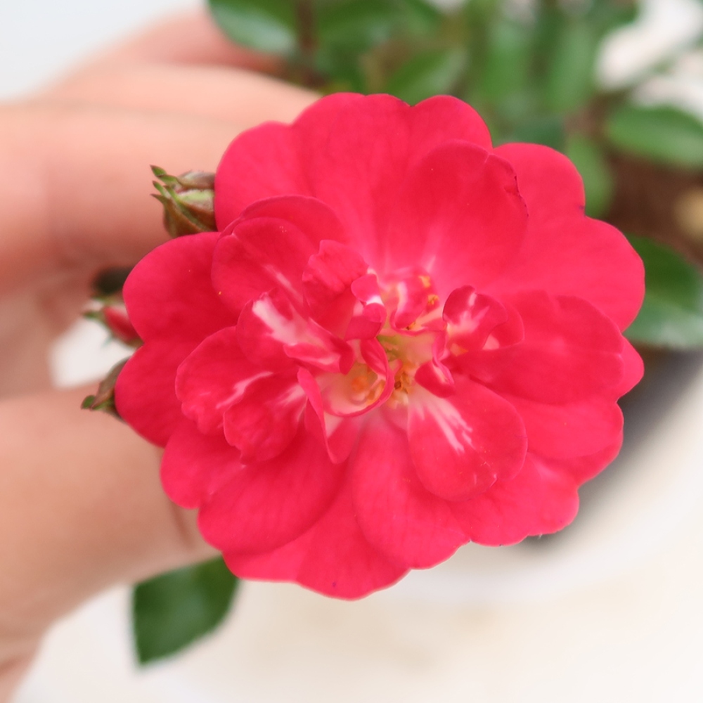 Outdoor Bonsai - Rosa Kordes - Rose