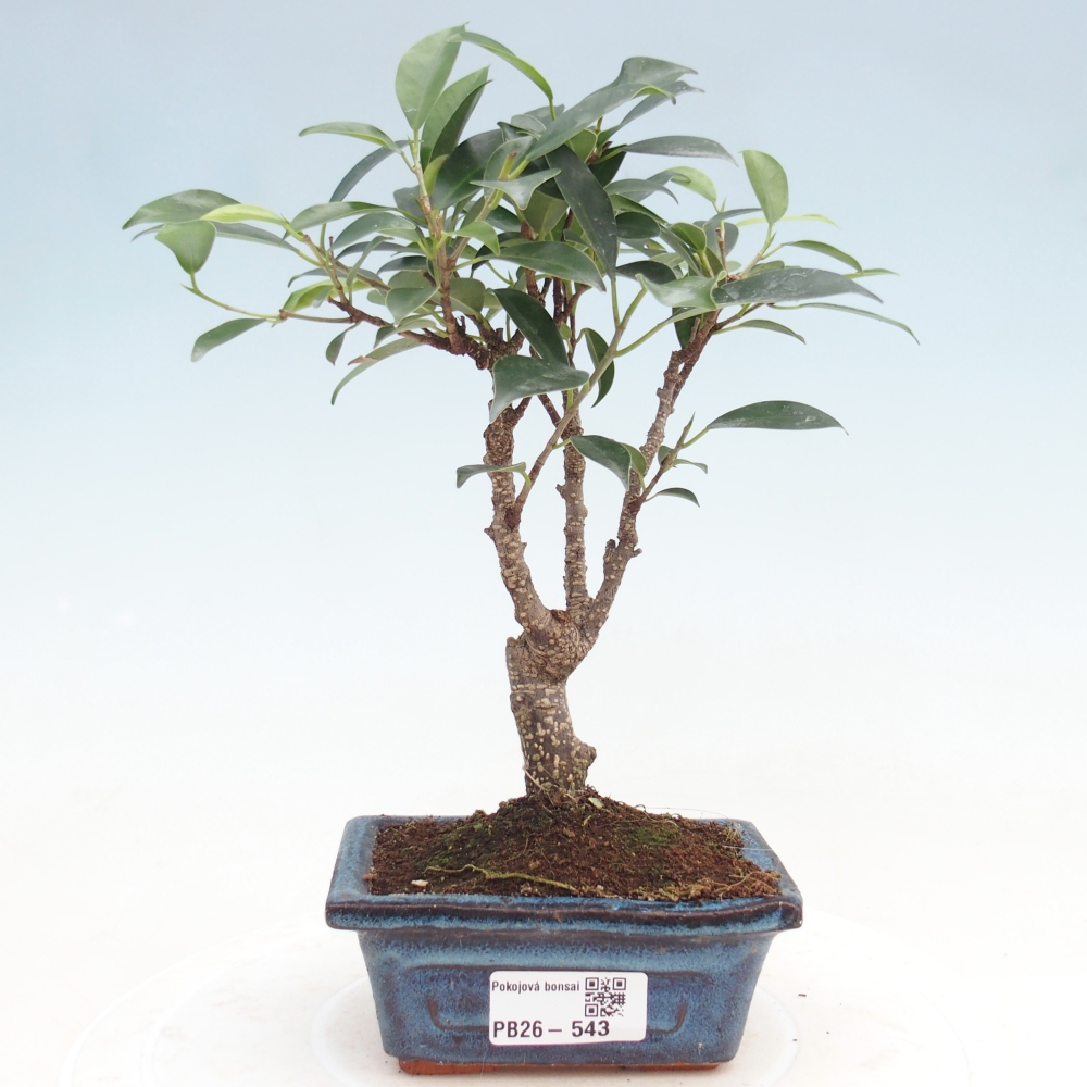 Room bonsai Ficus retusa kimmen