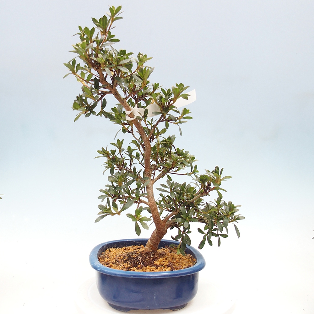 Outdoor bonsai - Japanese Azalea - Azalea Reiko