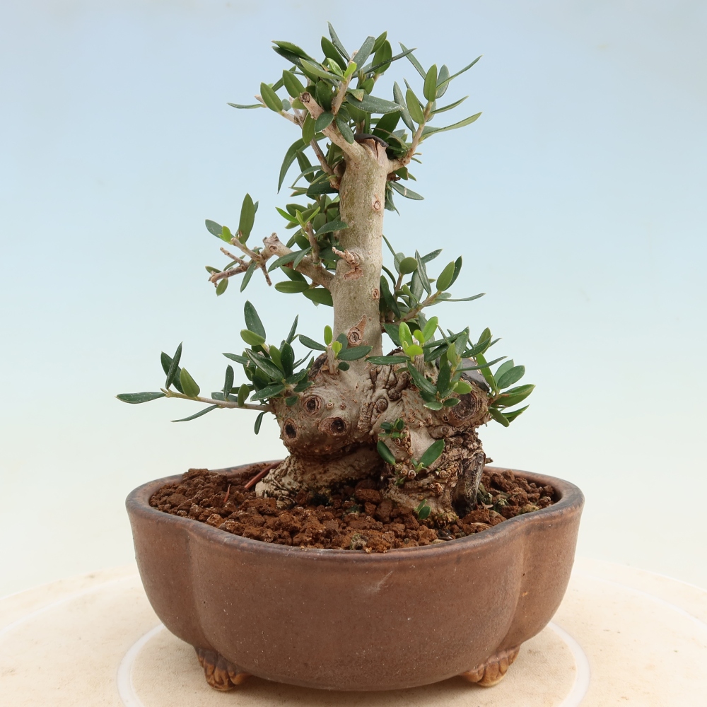 Indoor bonsai - Olea europaea sylvestris