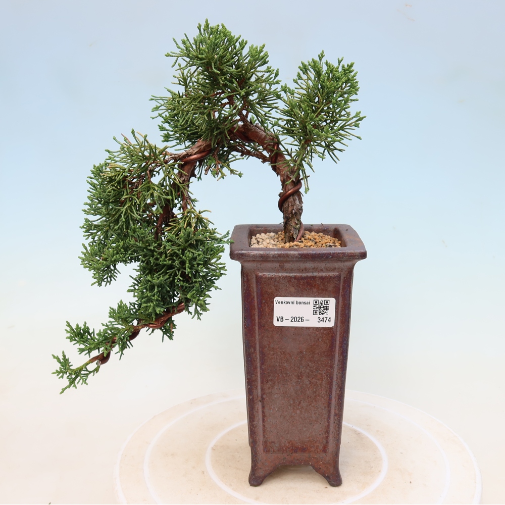 Outdoor bonsai - Juniperus chinensis Kishu