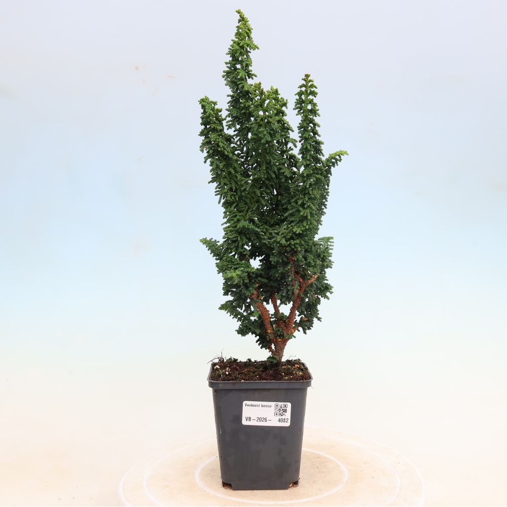 Outdoor bonsai - Cham. obtusa SEKKA HINOKI - Cypress