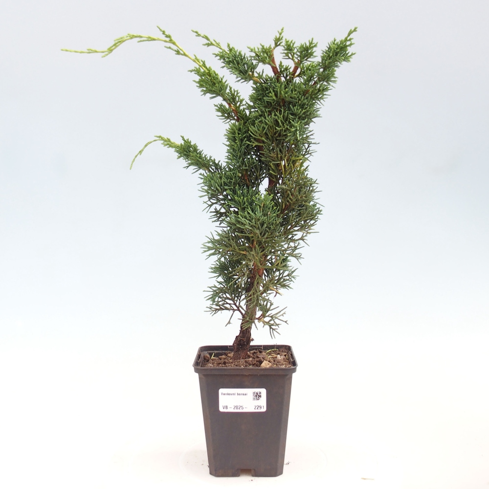 Outdoor bonsai - Juniperus chinensis Kishu - Chinese juniper