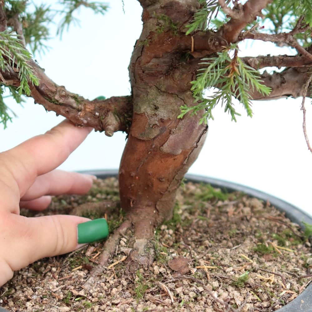 Outdoor Bonsai - Juniperus chinensis Itoigawa - Chinese Juniper
