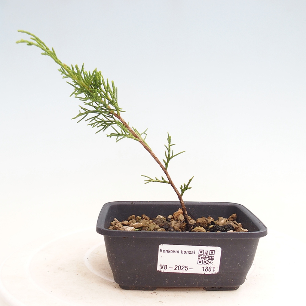 Outdoor bonsai - Juniperus chinensis Itoigawa - Chinese juniper