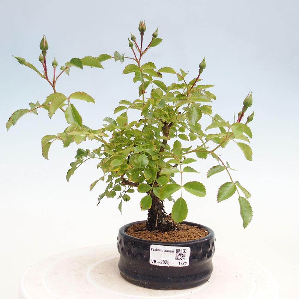Outdoor bonsai - Rosa Kordes -  rose