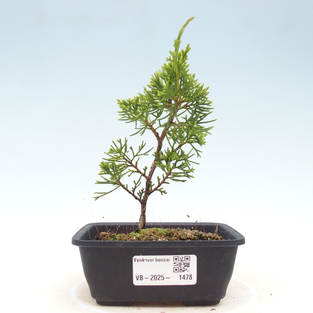 Outdoor bonsai - Juniperus chinensis Itoigawa - Chinese juniper