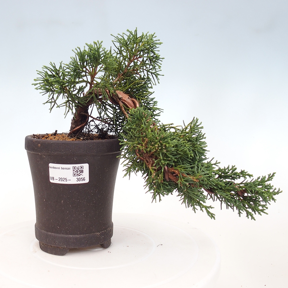 Outdoor bonsai - Juniperus chinensis Kishu - Chinese Juniper