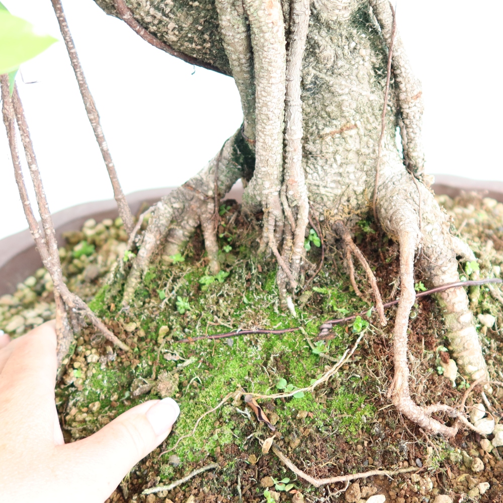 Room bonsai - Ficus kimmen - small-leaved ficus