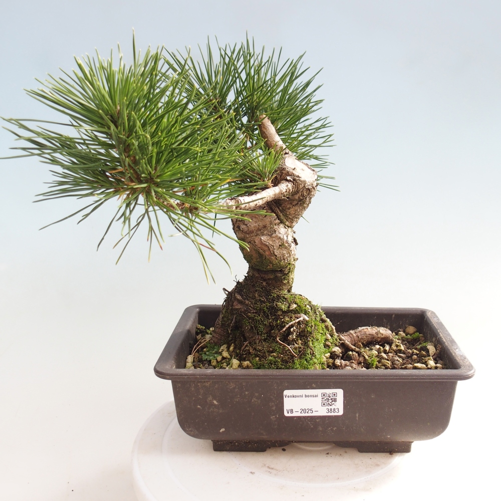 Outdoor bonsai - Pinus thunbergii - Thunberg pine