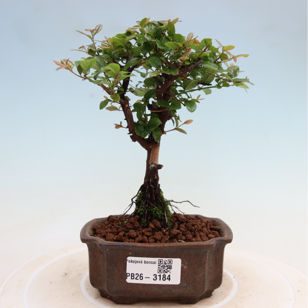 Room bonsai - Sageretia thea - Sageretia thea