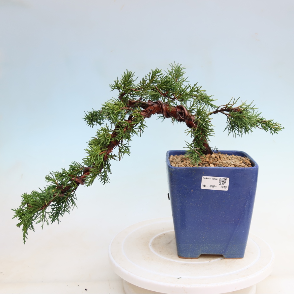 Outdoor bonsai - Juniperus chinensis Kishu