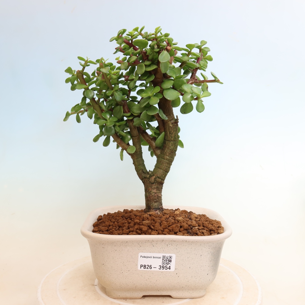 Room bonsai - Portulakaria Afra - Tlustice