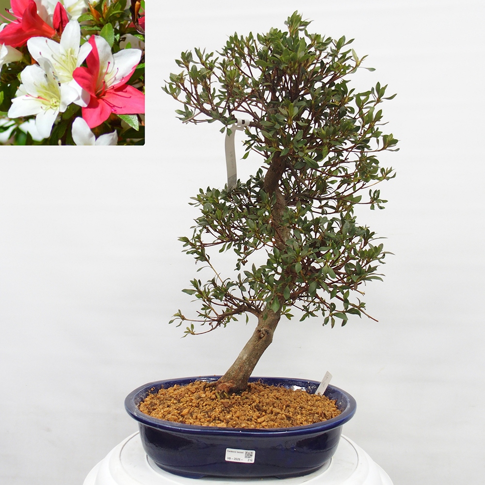 Outdoor bonsai - Japanese azalea - Azalea CHIHIRO