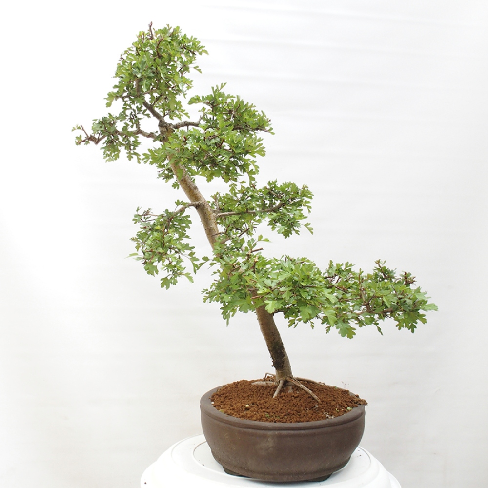 Outdoor bonsai - Hawthorn - Crataegus monogyna