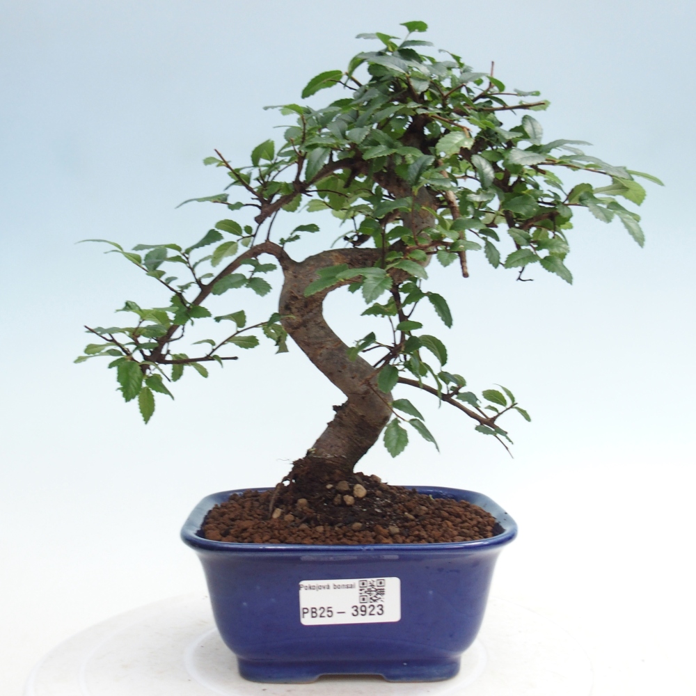 Room bonsai - Ulmus parvifolia - Small-leaved elm