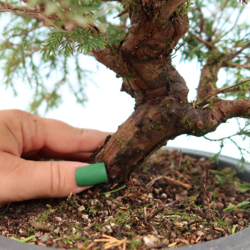 Outdoor Bonsai - Juniperus chinensis Itoigawa - Chinese Juniper