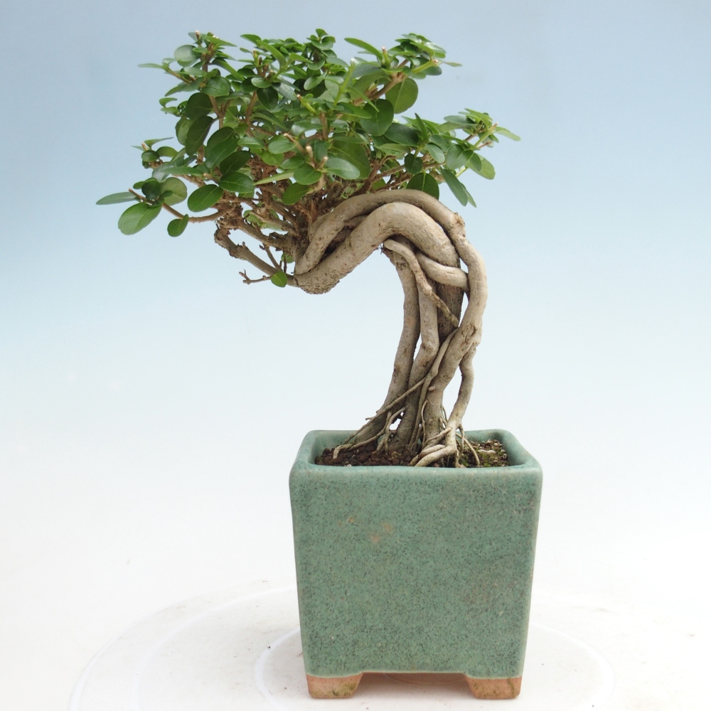 Indoor bonsai - Premna serratifolia - Kozlovna malolista