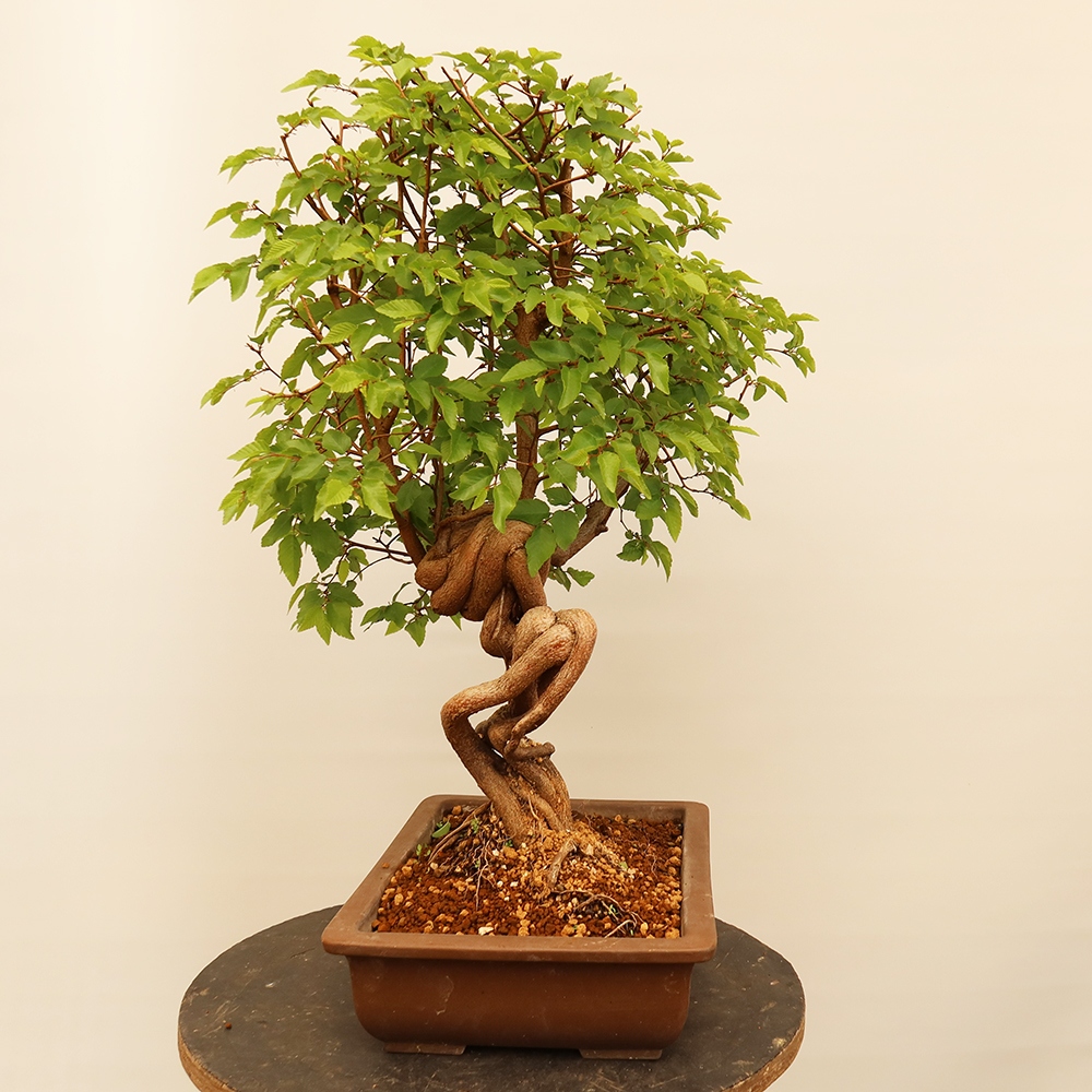 Outdoor bonsai - Carpinus Coreana - Korean hornbeam