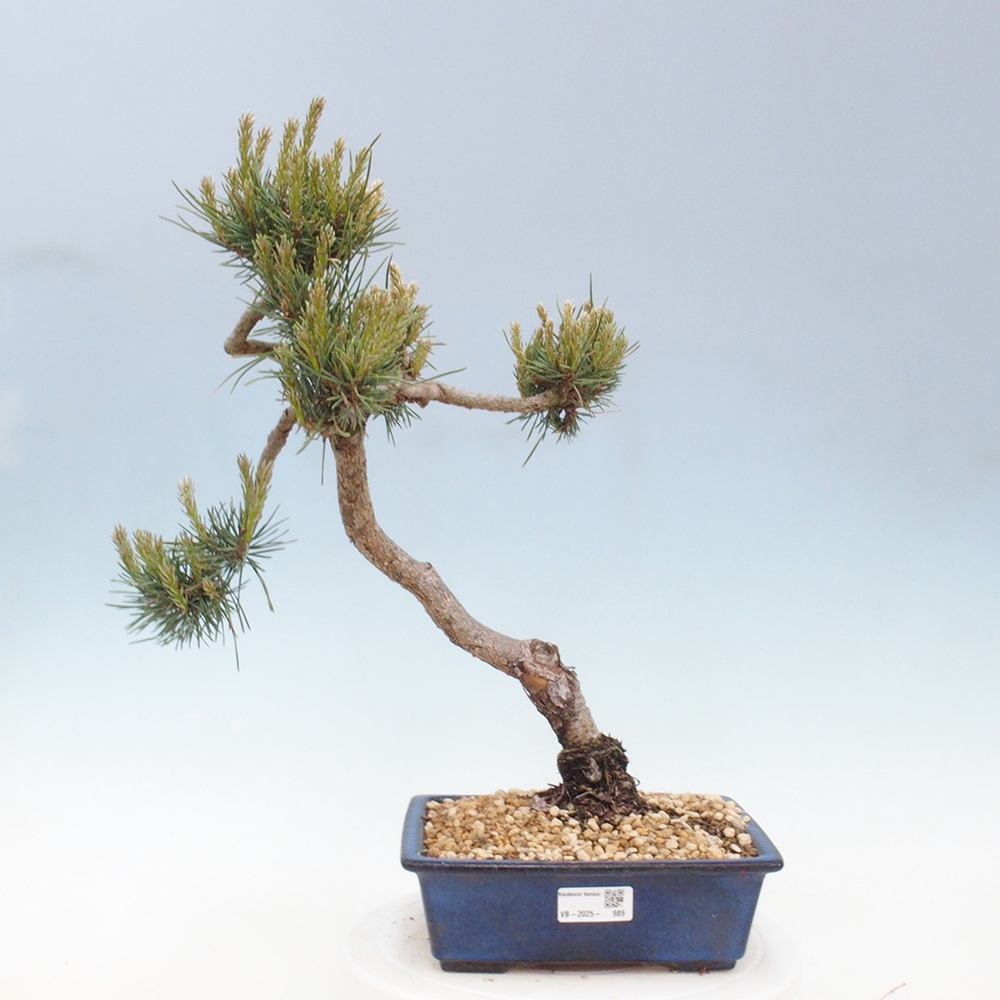Outdoor bonsai - Pinus Sylvestris - Scots pine