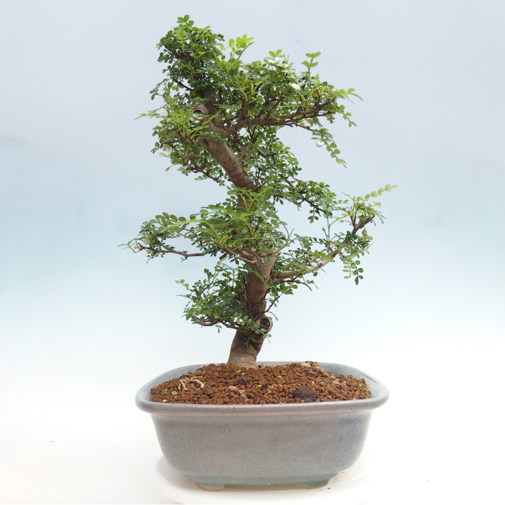Room bonsai - Zantoxylum piperitum - pepper tree