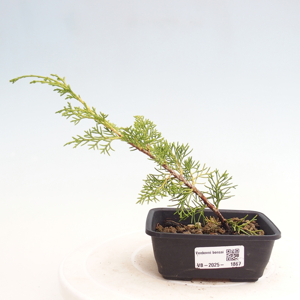 Outdoor bonsai - Juniperus chinensis Itoigawa - Chinese juniper