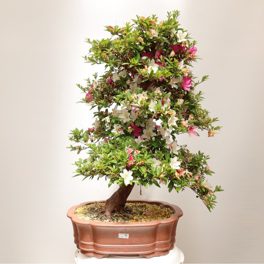 Outdoor bonsai - Japanese Azalea - Azalea Shunen