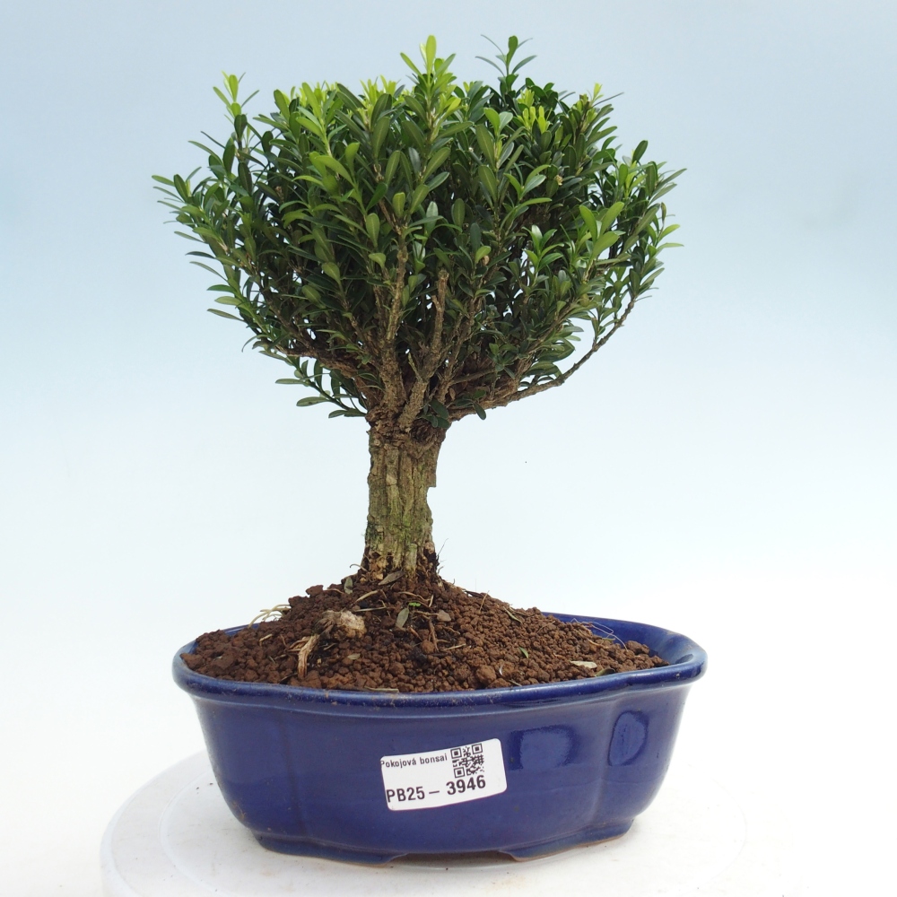 Room bonsai - Buxus harlandii - cork buxus