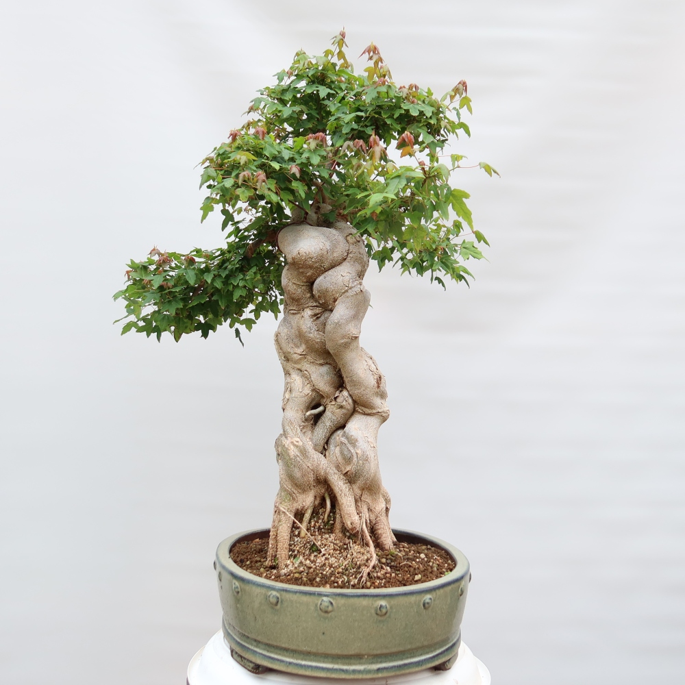 Outdoor bonsai - Maple Burger - Acer Burgerianum