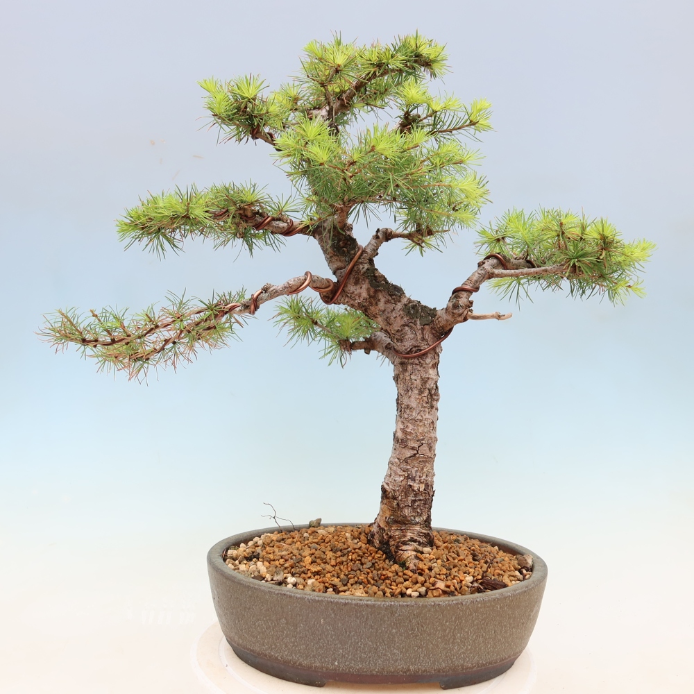 Outdoor bonsai -Larix decidua - Larch