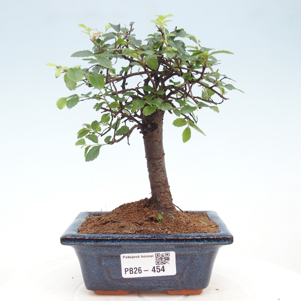 Room bonsai - Ulmus parvifolia - Small-leaved elm