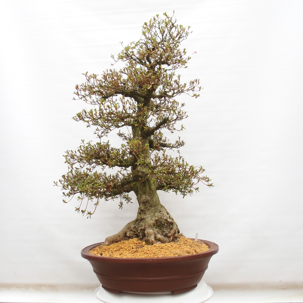 Outdoor bonsai - Japanese azalea - Azalea Kinu-no-Hikari