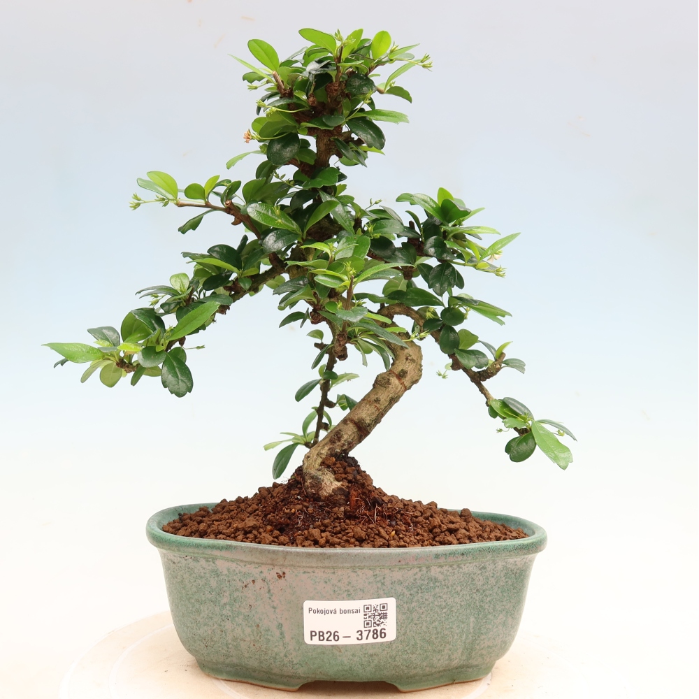 Room bonsai - Carmona macrophylla - Tea fuki