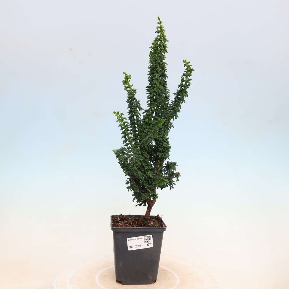 Outdoor bonsai - Cham. obtusa SEKKA HINOKI - Cypress