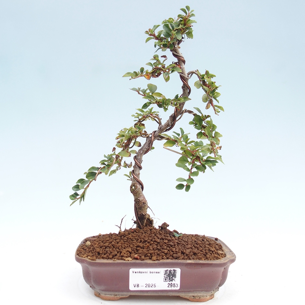 Outdoor bonsai - Cotoneaster horizontalis - Rock tree