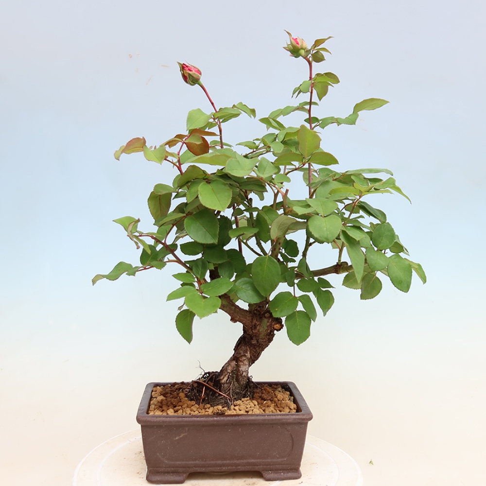 Outdoor Bonsai - Rosa Kordes - Rose