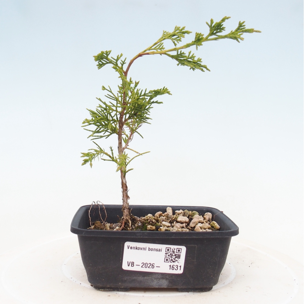 Outdoor bonsai - Juniperus chinensis Itoigawa