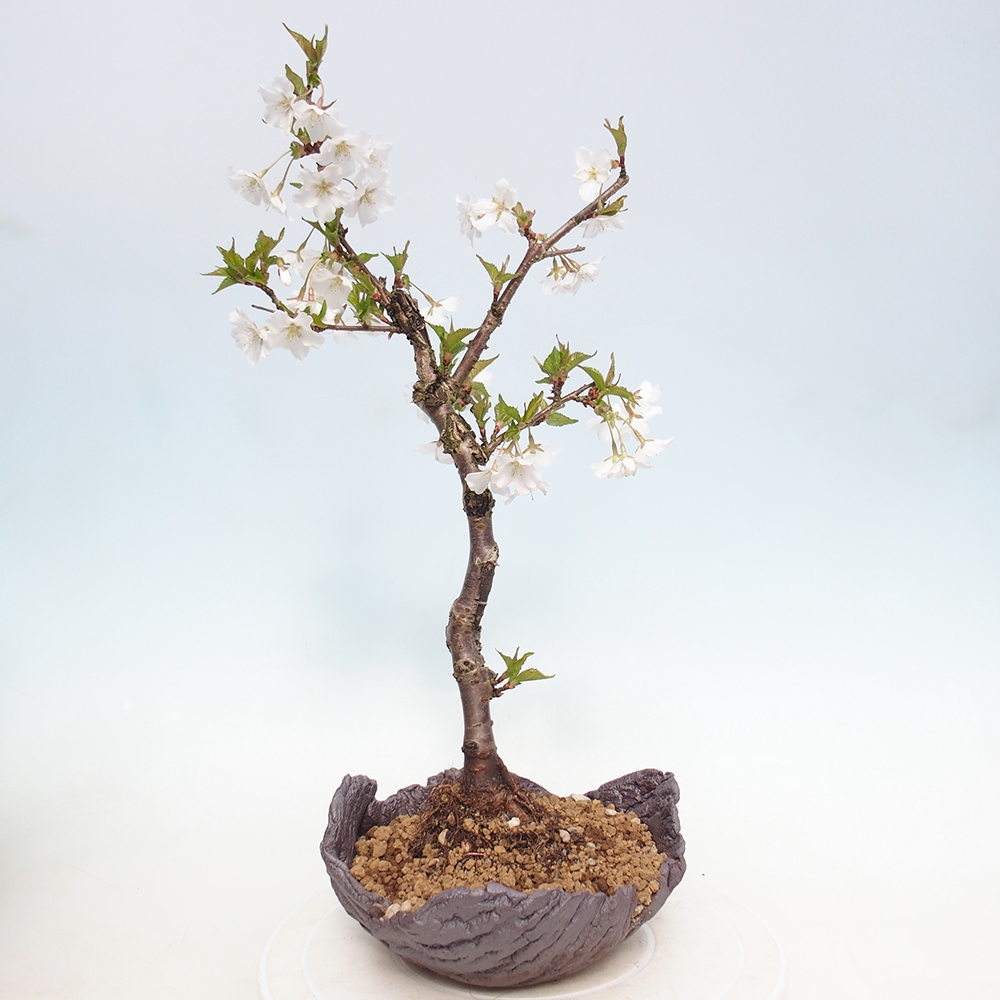 Outdoor bonsai - Prunus incisa Kojou-no mai-Plivon cut out