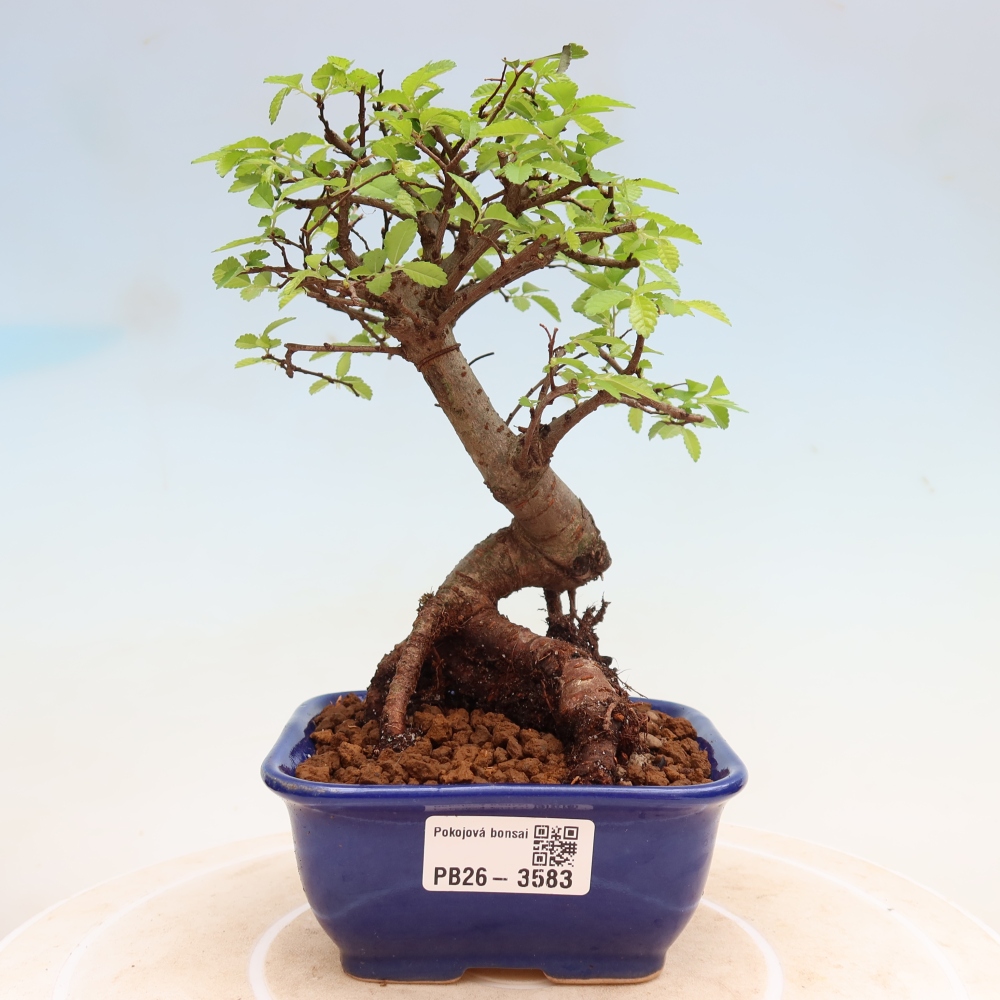 Room bonsai - Ulmus parvifolia - Small-leaved elm