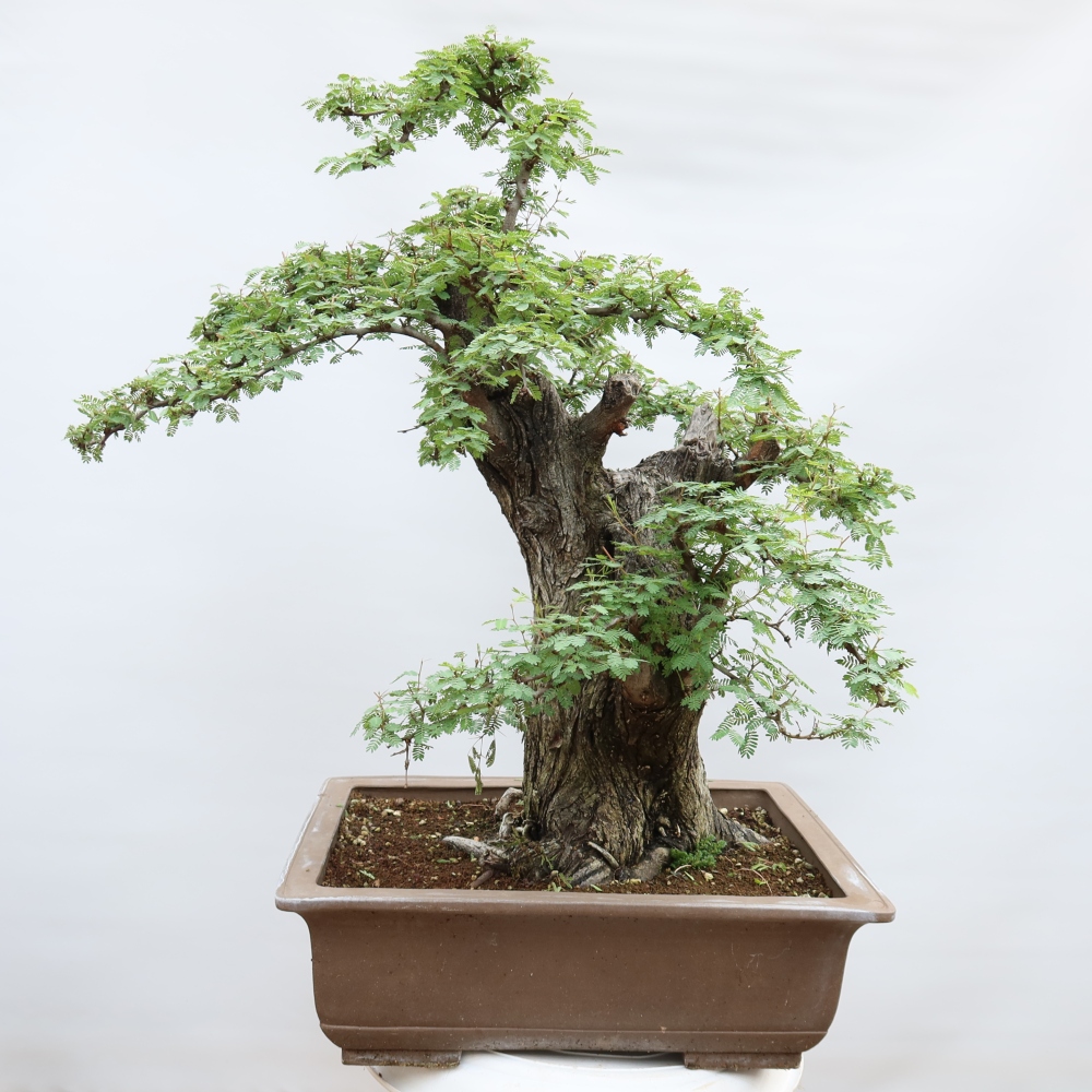 Indoor Bonsai - Acacia Arabica