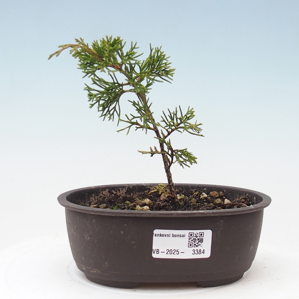 Outdoor bonsai - Juniperus chinensis Itoigawa - Chinese juniper