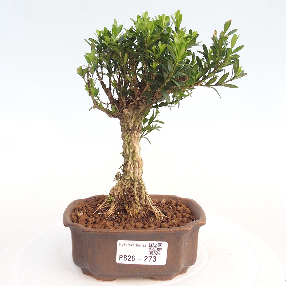 Room bonsai - Buxus harlandii - cork buxus