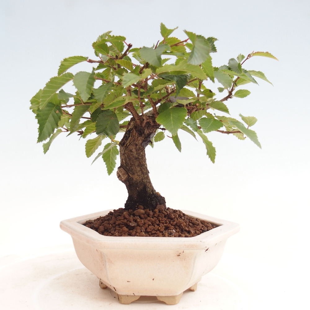 Outdoor bonsai -Carpinus CARPINOIDES - Korean Hornbeam