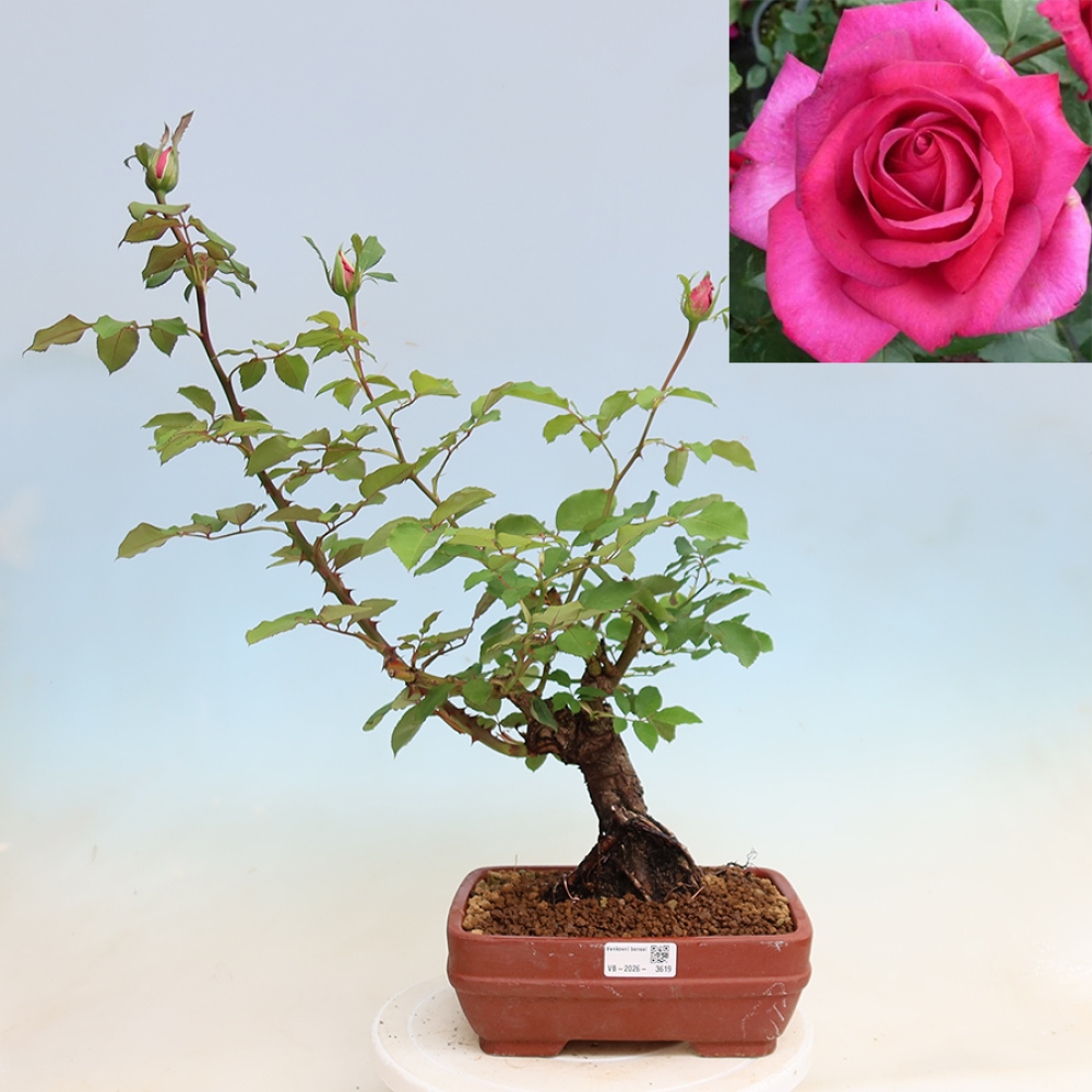 Outdoor Bonsai - Rosa Kordes - Rose